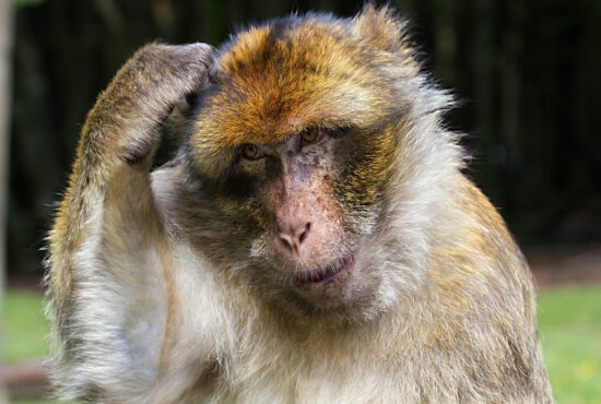 Somatische Marker einfach erklärt: Bedeutung, Beispiele und Anwendung