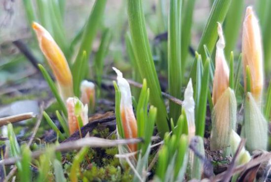 Mein Monatsrückblick Januar 2022: langsam anfangen und stark aufhören