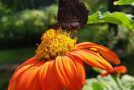 Rückblick Juni-Juli 2022: Sommer ohne Ende