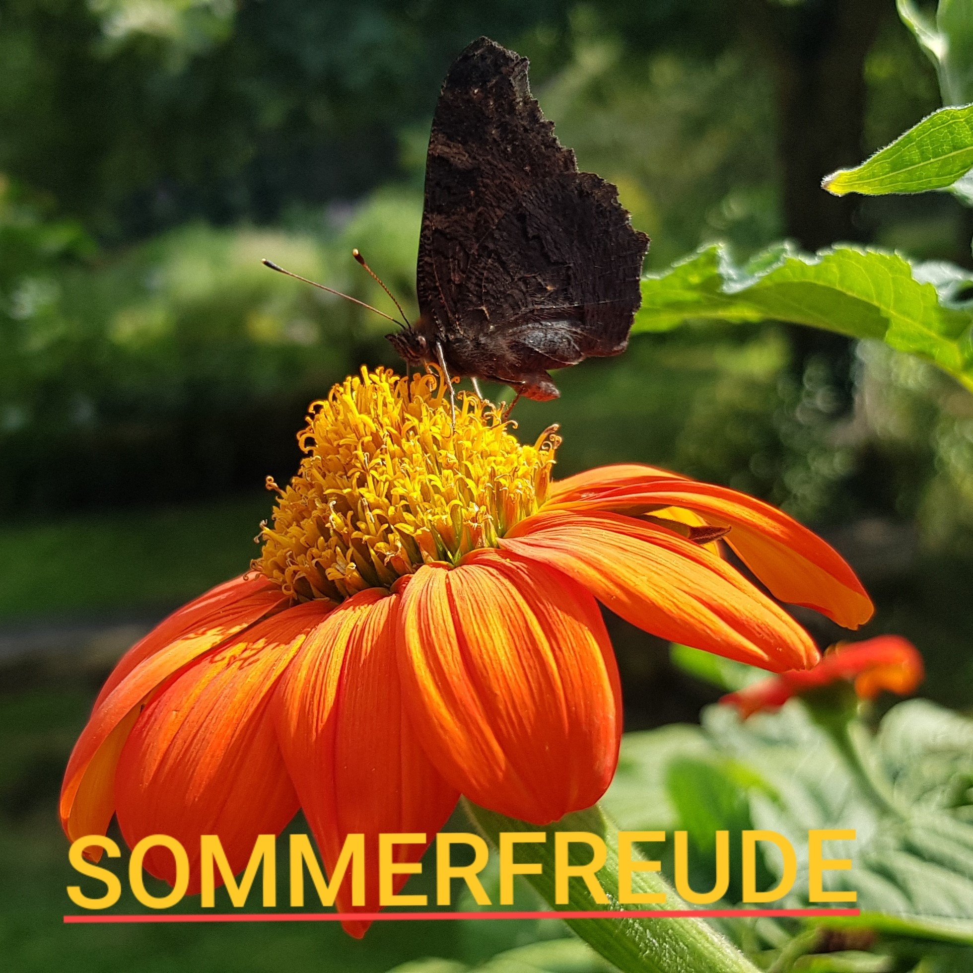 You are currently viewing Rückblick Juni-Juli 2022: Sommer ohne Ende
