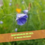Blaue Leinblüte mit Unterschrift Monatsrückblick Mai 2023