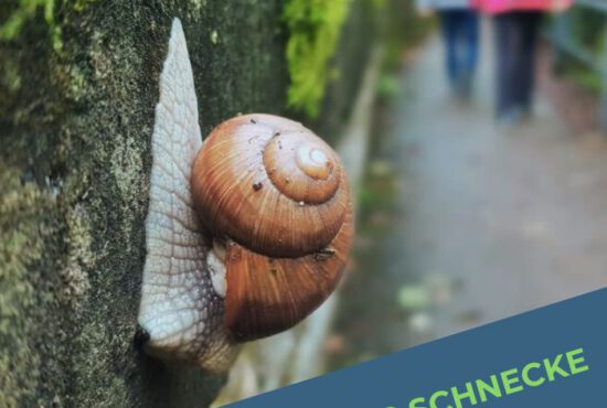 Jahresrückblick 2024: Das Jahr der Schnecke