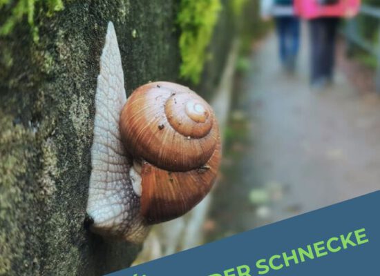 Jahresrückblick 2024: Das Jahr der Schnecke