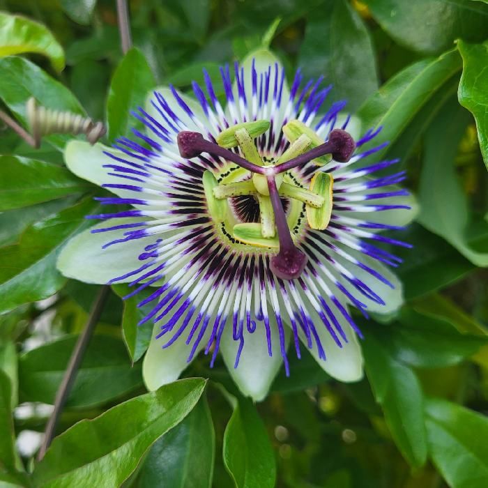 Passionsfrucht-Blüte