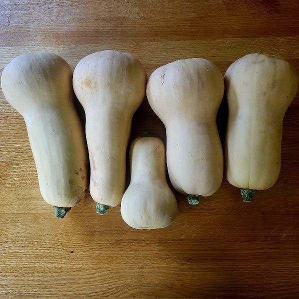 Butternut-Kürbisse