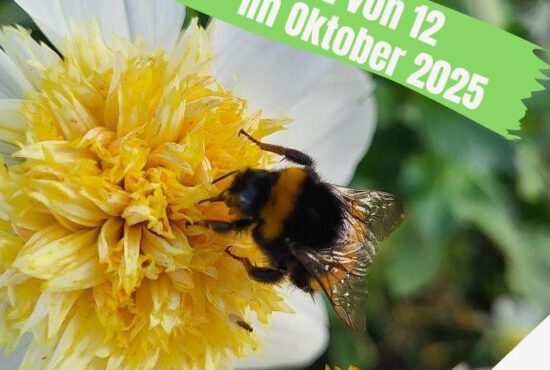 12VON12: OKTOBER 2025