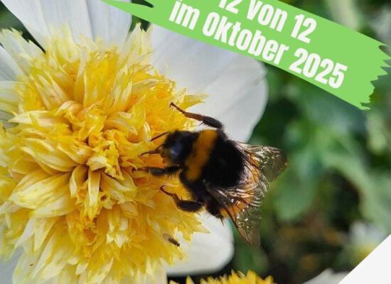 12VON12: OKTOBER 2025