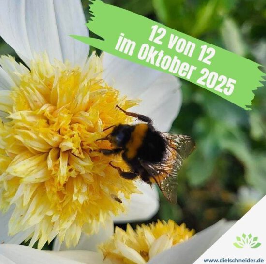 12VON12: OKTOBER 2025