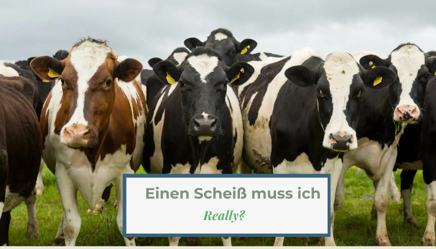 Du betrachtest gerade Einen Scheiß muss ich – really?